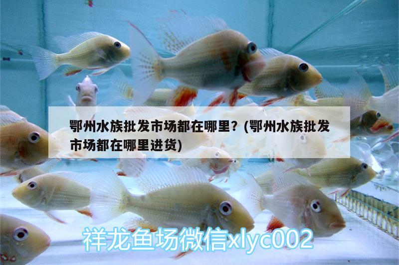 鄂州水族批发市场都在哪里？(鄂州水族批发市场都在哪里进货) 观赏鱼水族批发市场