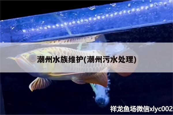 潮州水族维护(潮州污水处理) 大湖红龙鱼