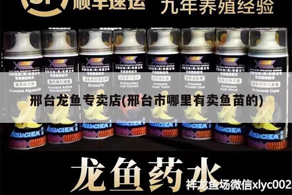 邢台龙鱼专卖店(邢台市哪里有卖鱼苗的) 帝王血钻鱼