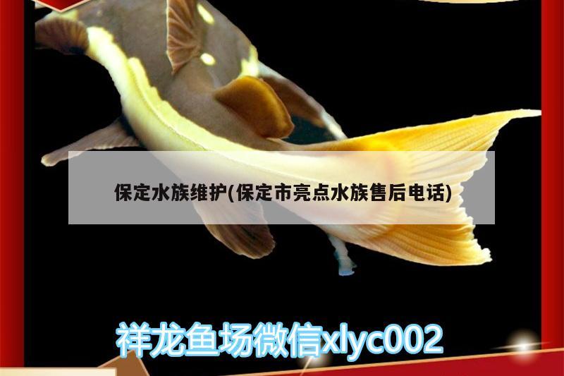 保定水族维护(保定市亮点水族售后电话)