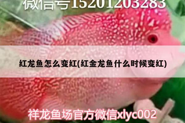 红龙鱼怎么变红(红金龙鱼什么时候变红) 祥龙水族护理水