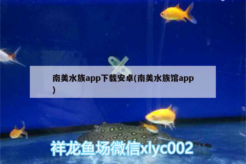 南美水族app下载安卓(南美水族馆app) 黄金斑马鱼