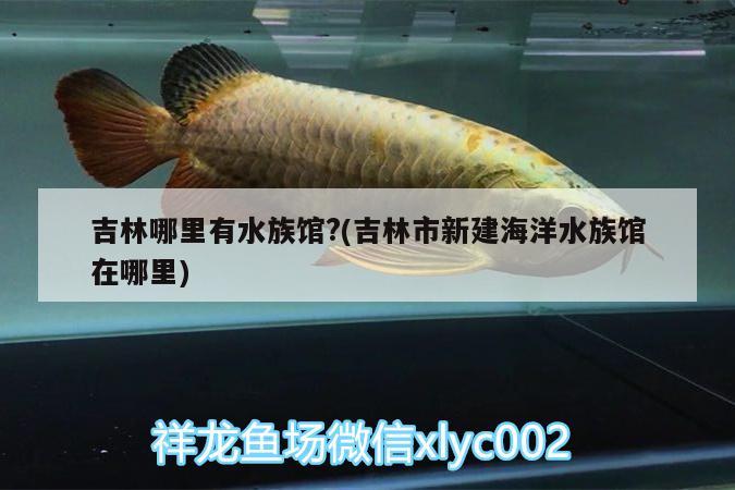 吉林哪里有水族馆?(吉林市新建海洋水族馆在哪里) 鹦鹉鱼