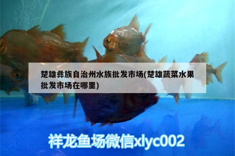 楚雄彝族自治州水族批发市场(楚雄蔬菜水果批发市场在哪里) 观赏鱼水族批发市场 第3张