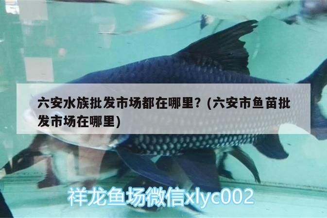 六安水族批发市场都在哪里？(六安市鱼苗批发市场在哪里) 观赏鱼水族批发市场 第1张