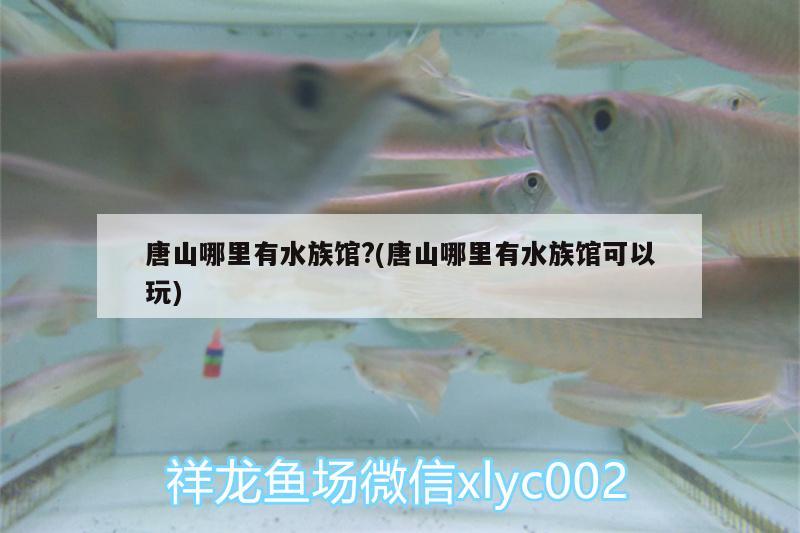 唐山哪里有水族馆?(唐山哪里有水族馆可以玩) 朱巴利鱼