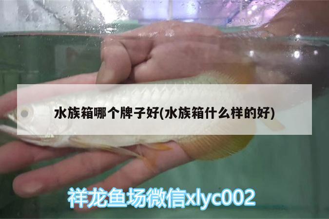 水族箱哪个牌子好(水族箱什么样的好)