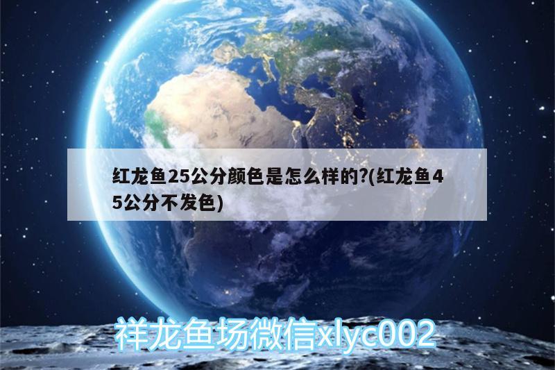 红龙鱼25公分颜色是怎么样的?(红龙鱼45公分不发色) 金三间鱼