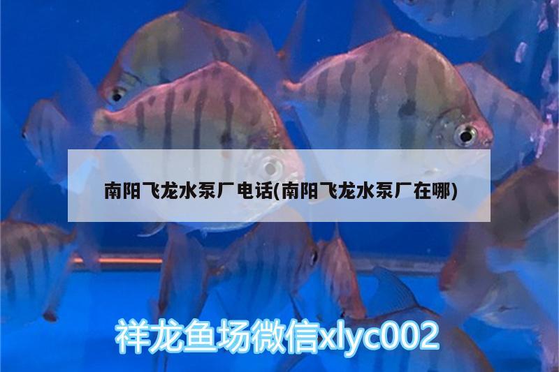 南阳飞龙水泵厂电话(南阳飞龙水泵厂在哪) 鱼缸/水族箱 第2张