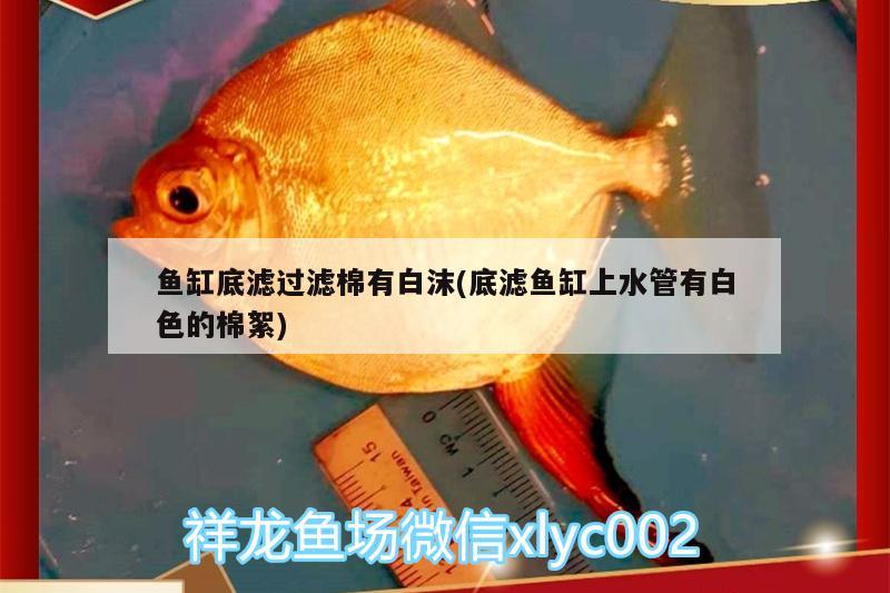 鱼缸底滤过滤棉有白沫(底滤鱼缸上水管有白色的棉絮) 图腾金龙鱼