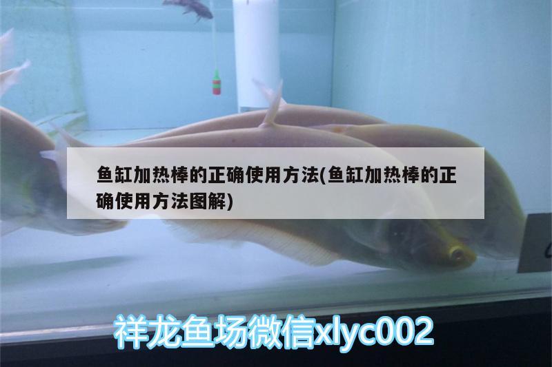 鱼缸加热棒的正确使用方法(鱼缸加热棒的正确使用方法图解)