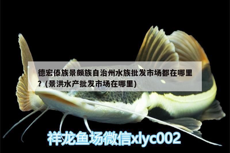 德宏傣族景颇族自治州水族批发市场都在哪里？(景洪水产批发市场在哪里) 观赏鱼水族批发市场