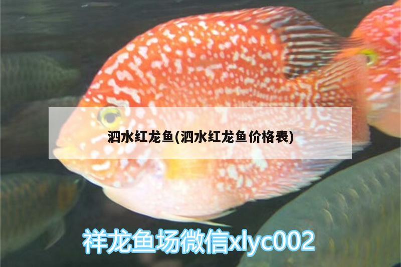 泗水红龙鱼(泗水红龙鱼价格表)