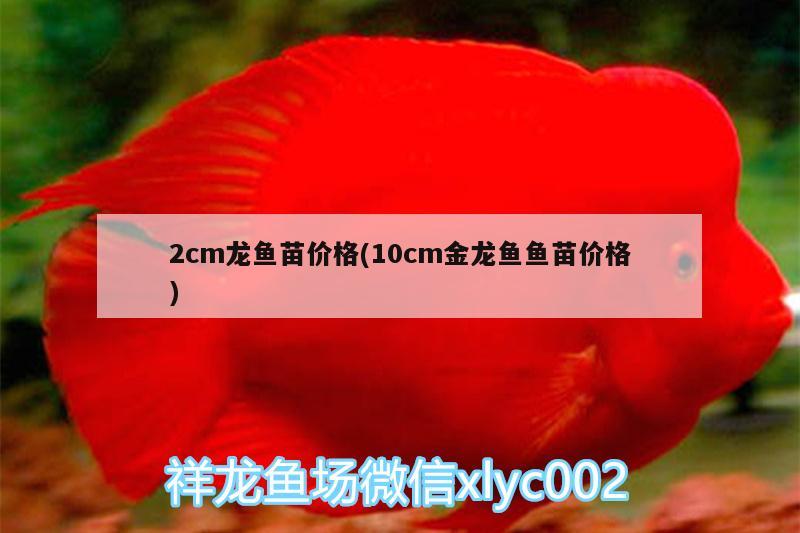 2cm龙鱼苗价格(10cm金龙鱼鱼苗价格)