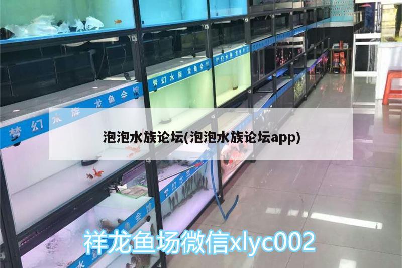 泡泡水族论坛(泡泡水族论坛app) 羽毛刀鱼苗