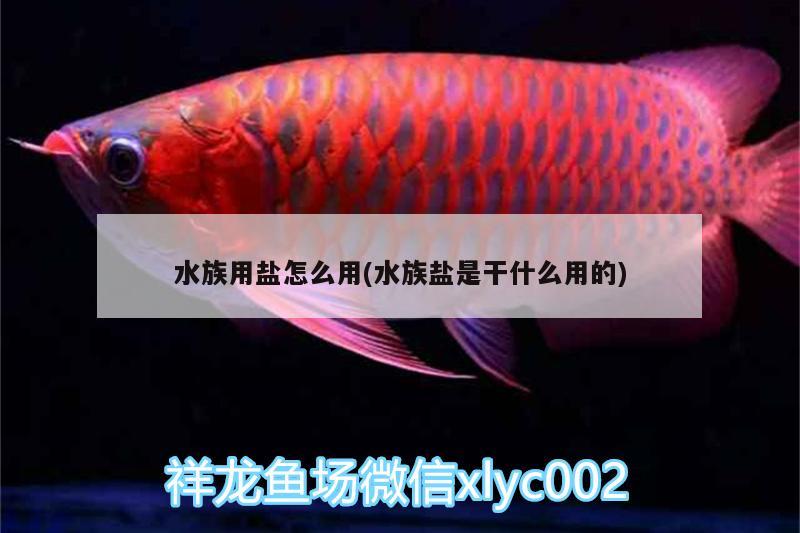 水族用盐怎么用(水族盐是干什么用的) 红眼黄化幽灵火箭鱼|皇家火箭鱼