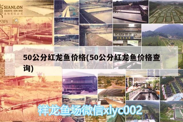 50公分红龙鱼价格(50公分红龙鱼价格查询)