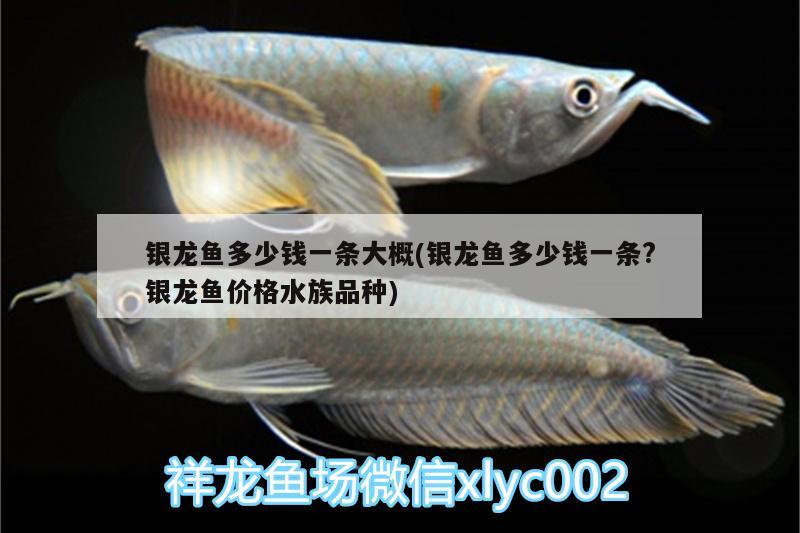 银龙鱼多少钱一条大概(银龙鱼多少钱一条?银龙鱼价格水族品种) 银龙鱼