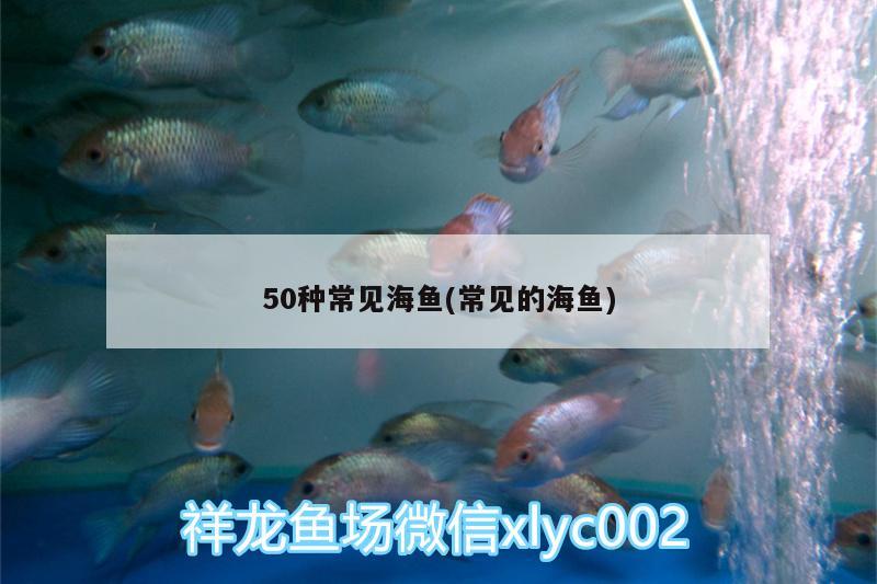 50种常见海鱼(常见的海鱼)