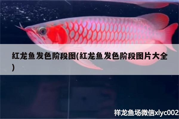 红龙鱼发色阶段图(红龙鱼发色阶段图片大全)