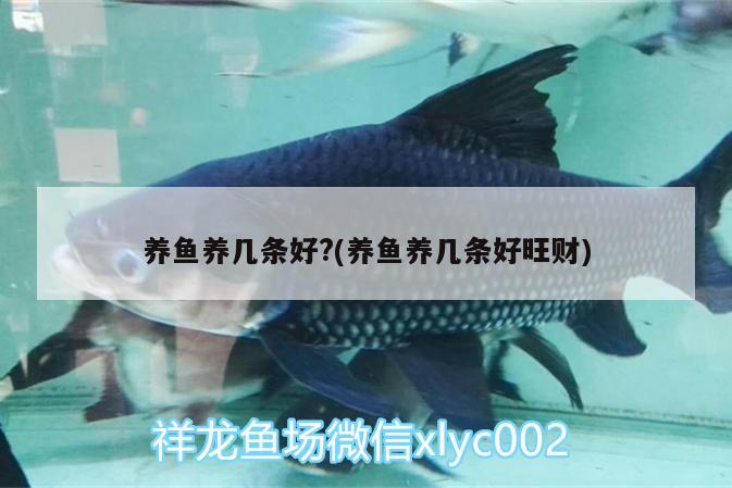 养鱼养几条好?(养鱼养几条好旺财) 祥龙水族滤材/器材