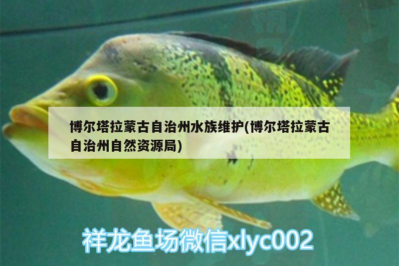 博尔塔拉蒙古自治州水族维护(博尔塔拉蒙古自治州自然资源局) 粗线银版鱼