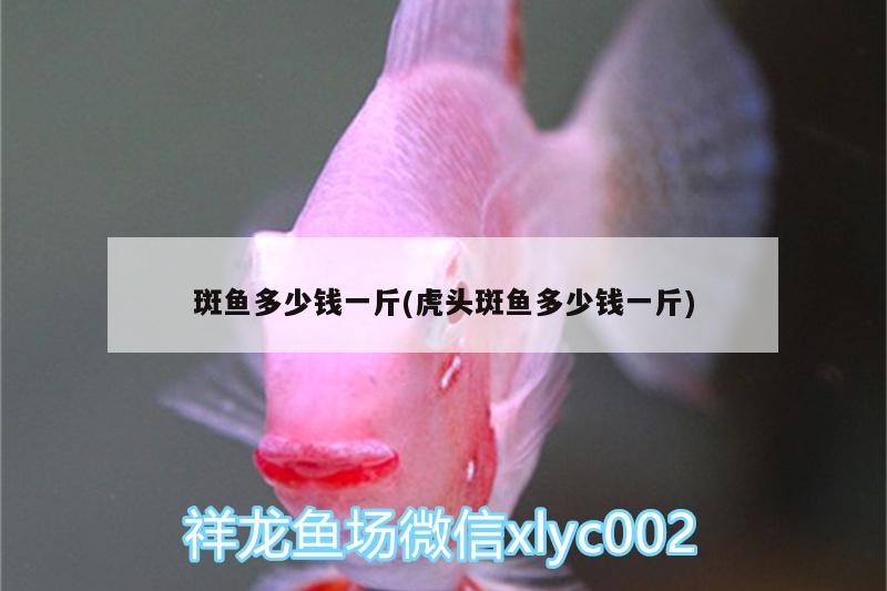 斑鱼多少钱一斤(虎头斑鱼多少钱一斤) 水族用品