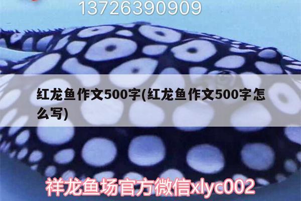 红龙鱼作文500字(红龙鱼作文500字怎么写)