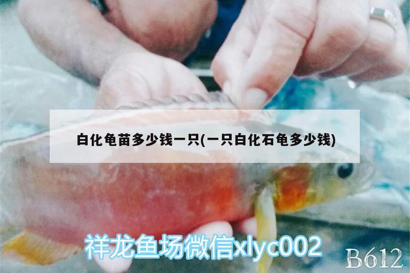 白化龟苗多少钱一只(一只白化石龟多少钱) 乌龟