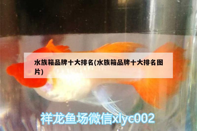 水族箱品牌十大排名(水族箱品牌十大排名图片) 鱼缸/水族箱