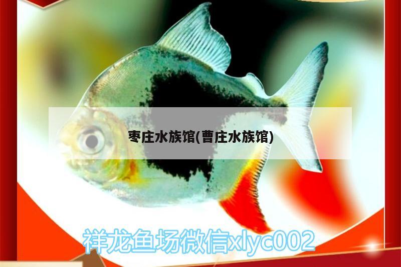 枣庄水族馆(曹庄水族馆) 委内瑞拉奥里诺三间鱼苗