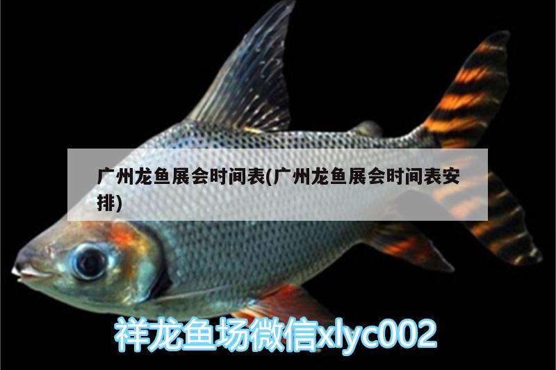 广州龙鱼展会时间表(广州龙鱼展会时间表安排) 观赏鱼水族批发市场