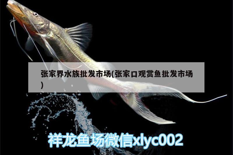 张家界水族批发市场(张家口观赏鱼批发市场)