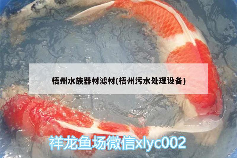 梧州水族器材滤材(梧州污水处理设备) 杰西卡恐龙鱼