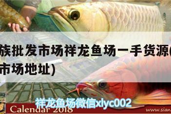 广州水族批发市场祥龙鱼场一手货源(广州鱼类批发市场地址)