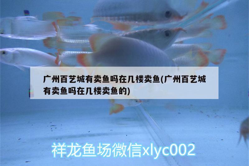 广州百艺城有卖鱼吗在几楼卖鱼(广州百艺城有卖鱼吗在几楼卖鱼的) 观赏鱼水族批发市场