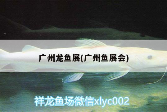 广州龙鱼展(广州鱼展会) 观赏鱼水族批发市场