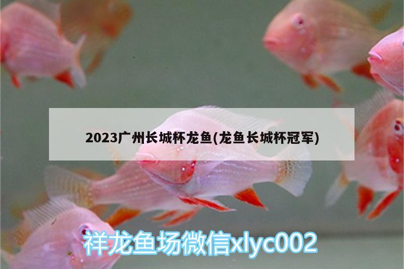 2023广州长城杯龙鱼(龙鱼长城杯冠军)