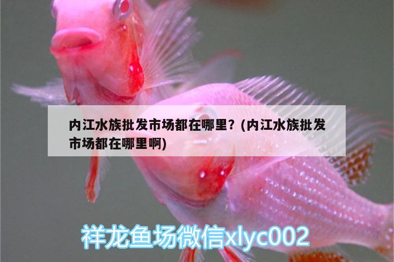 内江水族批发市场都在哪里？(内江水族批发市场都在哪里啊) 观赏鱼水族批发市场