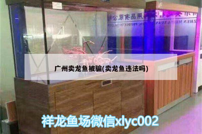 广州卖龙鱼被骗(卖龙鱼违法吗) 观赏鱼水族批发市场