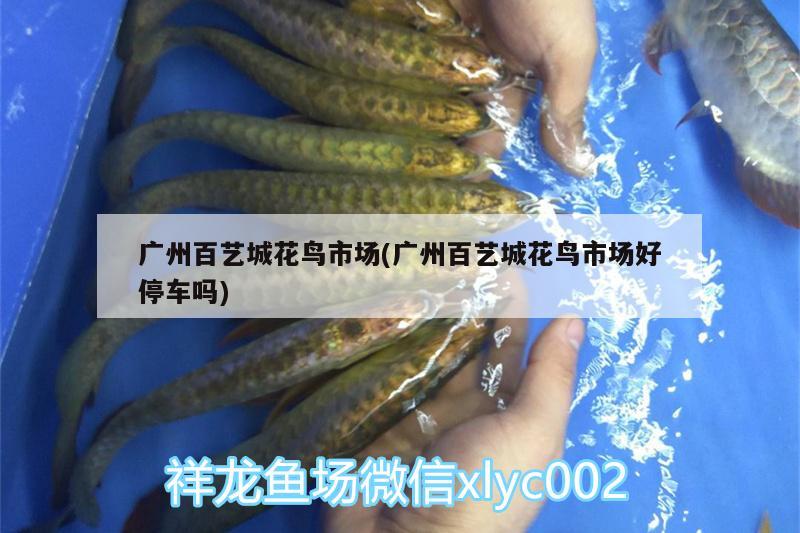 广州百艺城花鸟市场(广州百艺城花鸟市场好停车吗) 观赏鱼水族批发市场