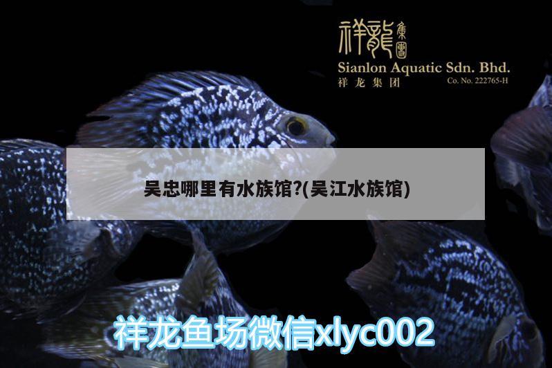 吴忠哪里有水族馆?(吴江水族馆)