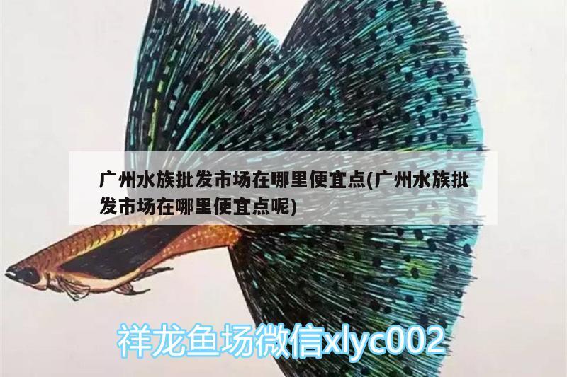 广州水族批发市场在哪里便宜点(广州水族批发市场在哪里便宜点呢) 观赏鱼水族批发市场