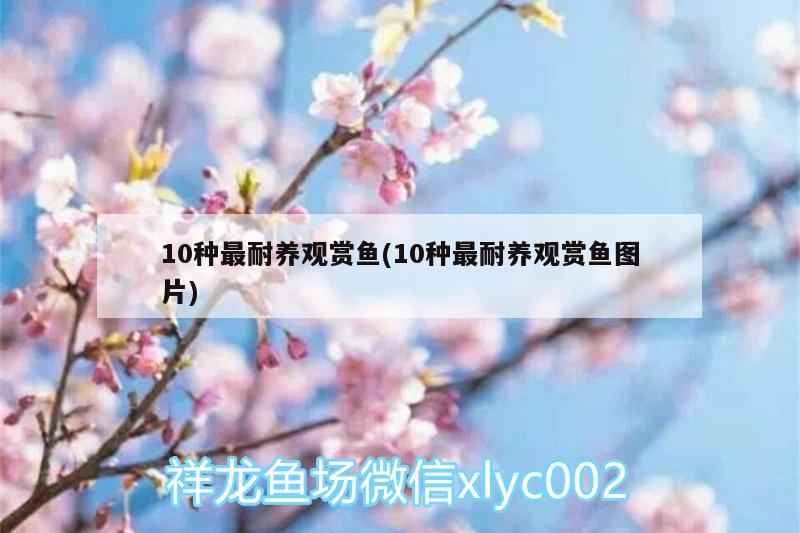 10种最耐养观赏鱼(10种最耐养观赏鱼图片) 银古鱼苗