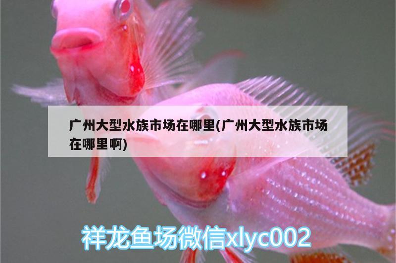 广州大型水族市场在哪里(广州大型水族市场在哪里啊) 观赏鱼水族批发市场 第2张