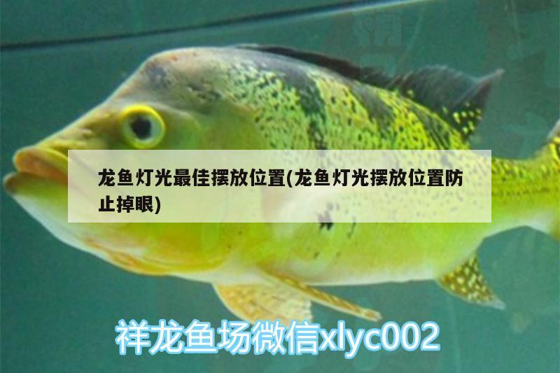 龙鱼灯光最佳摆放位置(龙鱼灯光摆放位置防止掉眼) 红龙专用鱼粮饲料