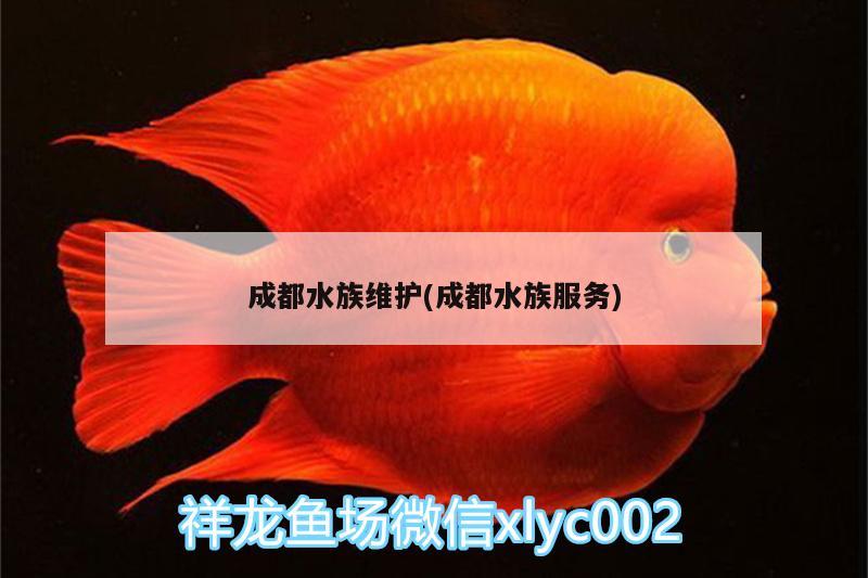 成都水族维护(成都水族服务) 观赏鱼百科