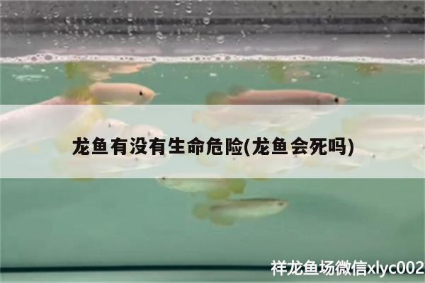 龙鱼有没有生命危险(龙鱼会死吗) 金龙鱼粮