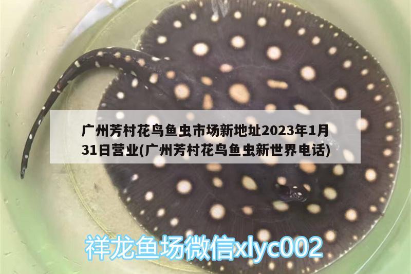 广州芳村花鸟鱼虫市场新地址2023年1月31日营业(广州芳村花鸟鱼虫新世界电话) 观赏鱼水族批发市场