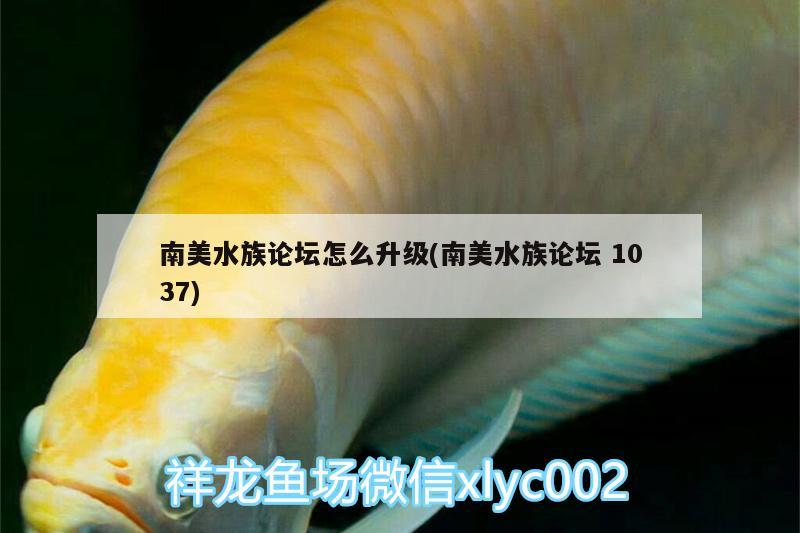 南美水族论坛怎么升级(南美水族论坛1037)